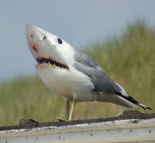 http://www.progarchives.com/forum/uploads/29650/281_shark_seagull.jpg