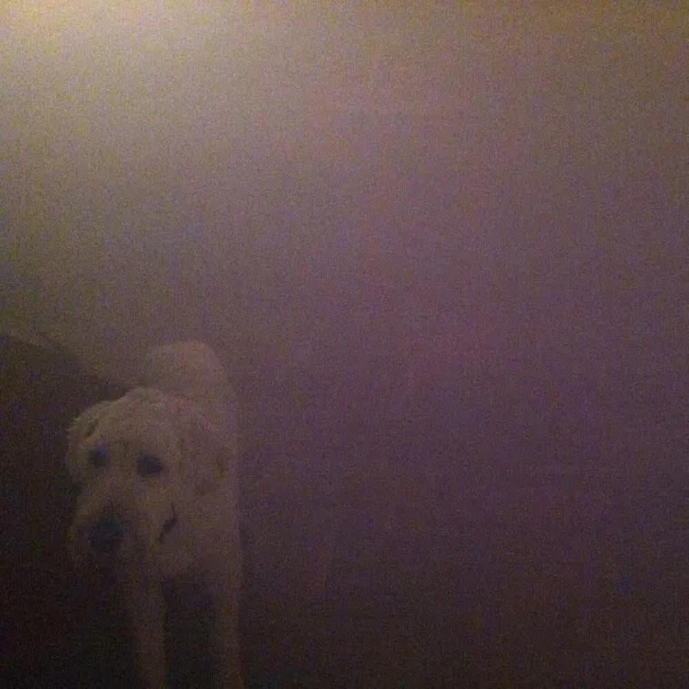 Oneohtrix Point Never Dog in the Fog: 'Replica' Collaborations & Remixes album cover