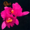 OPETH Orchid  progressive rock album and reviews